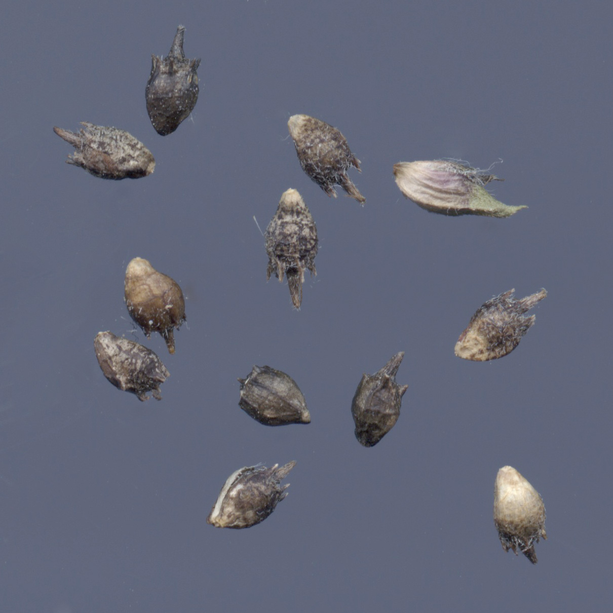 annual ragweed ، stammerwort ، tassel weed ، American wormwood ، bitterweed ، blackweed ، carrot wee